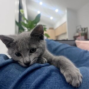 Russian  Ford Blue  Eyes  Kitten-Jim